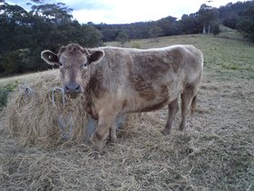 2012-08-16-029 Murray (c) Greg McFarlane.jpg